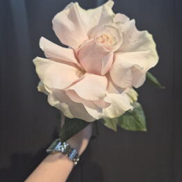 Flowers mi amore