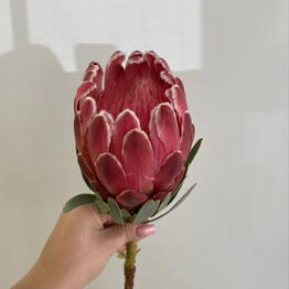 LiliaPodshibyakina