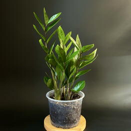 Maranta Homeplants