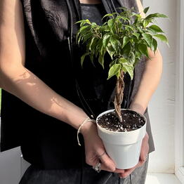 Pocket Jungle