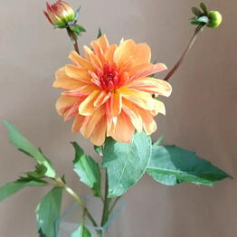 Flowershop.store