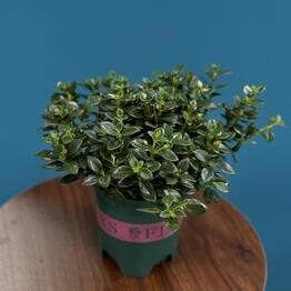 Fleur de fee