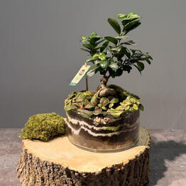 VETKA