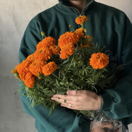 ПЛЕТНИ