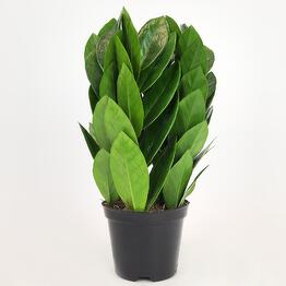 FloraManiya