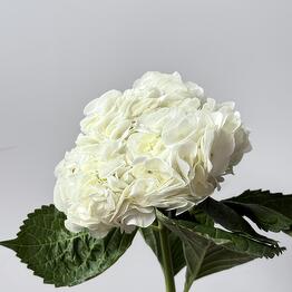 Flowers DG