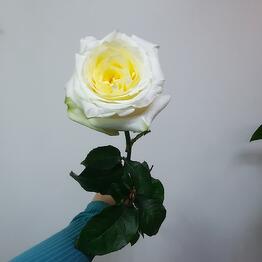 Paradflowers