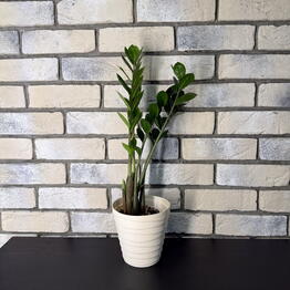 Green Lavka 37