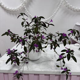 kitiflowers