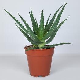 FloraManiya
