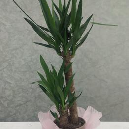 Farfella