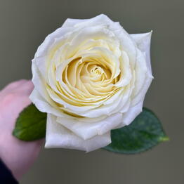 BB Flowers