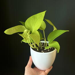 Maranta Homeplants