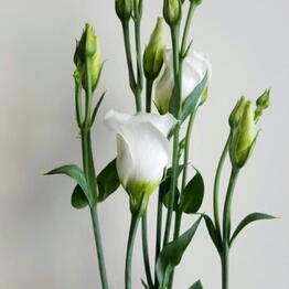 Happy Flower