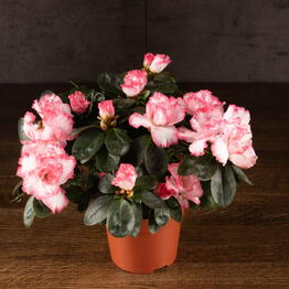 LuxuryPlants