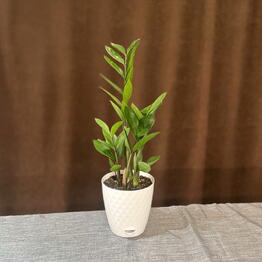 Flo Florarium