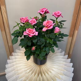 MisunFlora