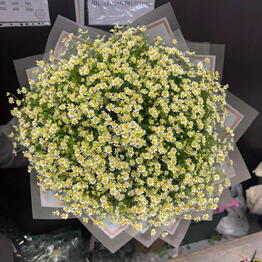 Adorable flowers