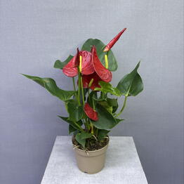 Gortenziya