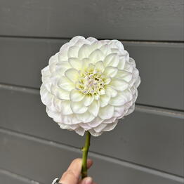 ArtFlower