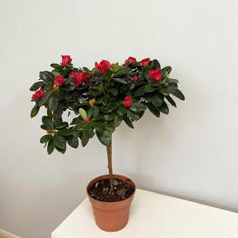SUNFLOR