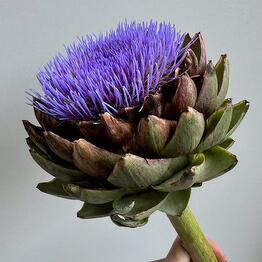 RasCvet flowers