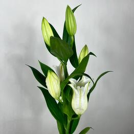 Fragrant white lily