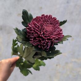 KönigFlower
