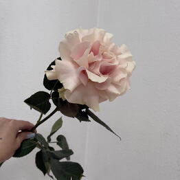 MOOD FLOWERS