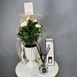 Professor Stebel