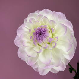Donna Piona