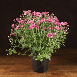 LuxuryPlants