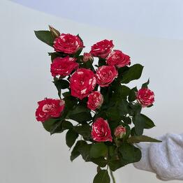Di flowers 