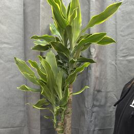 Barkusha Flower