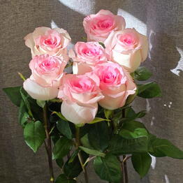 SELENA flowers