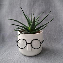 FlorariumSi