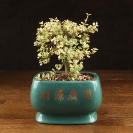 LuxuryPlants