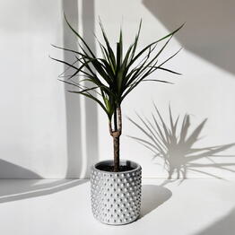 Ready Plants