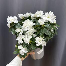 Sofi_flowers