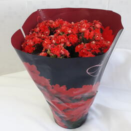Vetka