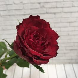  ЦВЕТЫ и ПОДАРКИ