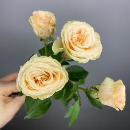 NikaFlower