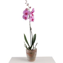 Versal’ flowers
