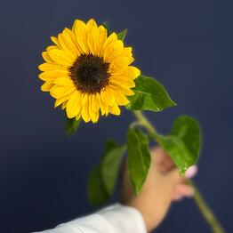 Symphony Flowers