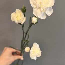 Nadi_flower