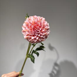 LiliaPodshibyakina