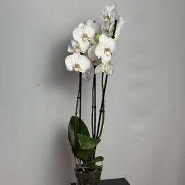 Mi Flor