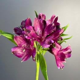 RI FLOWERS