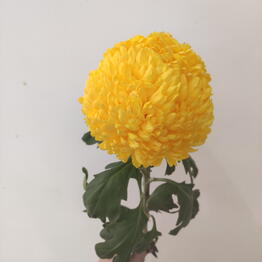 Sunny flowers