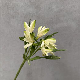 DG flowers